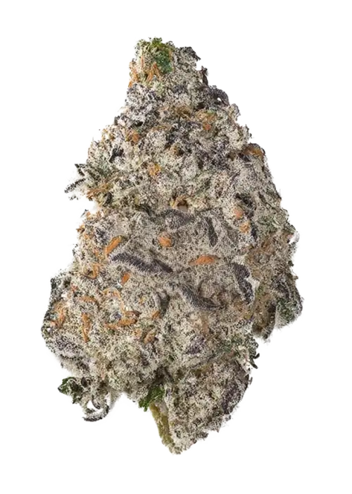 Malawi White Truffle