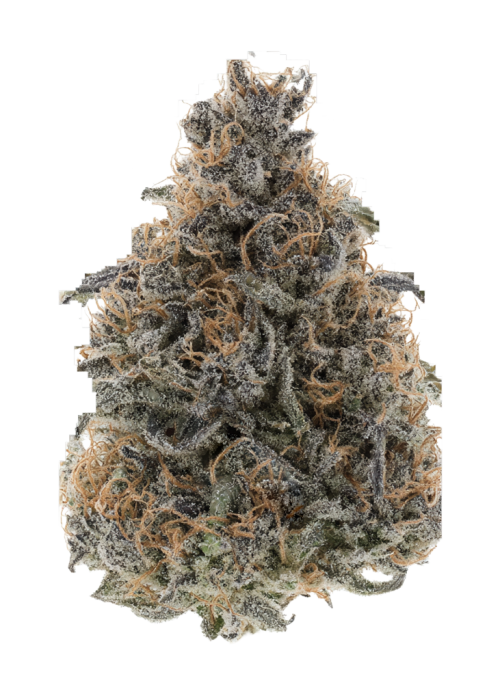 Orange 43