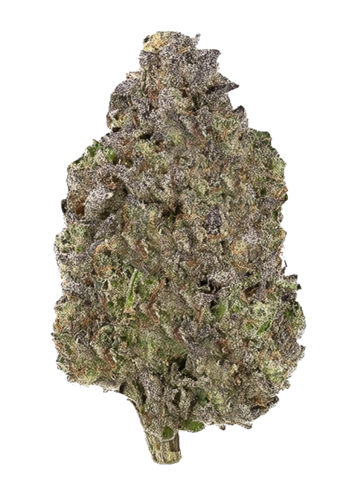 Jungle Juice by Wizard Trees