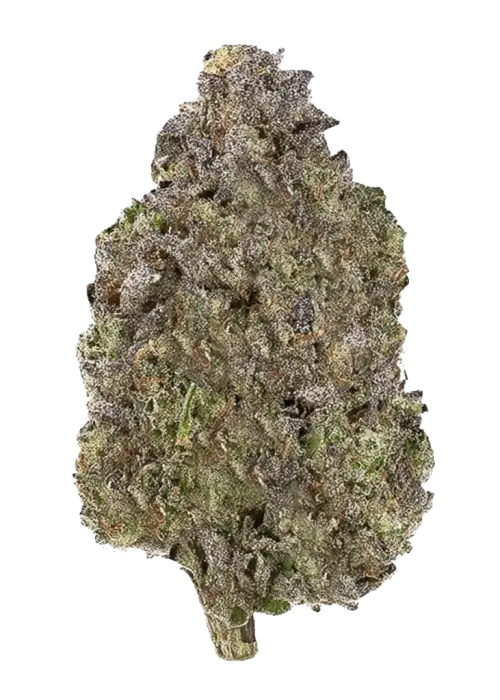 Jungle Juice by Wizard Trees