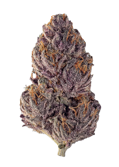 Opal by Maven Genetics