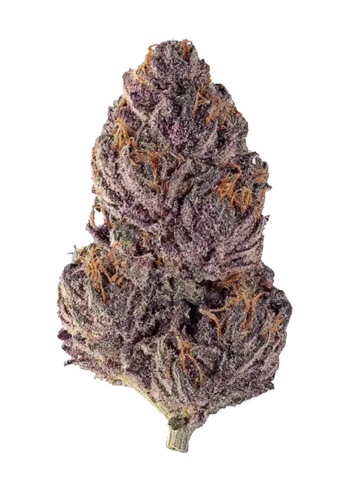 Opal by Maven Genetics