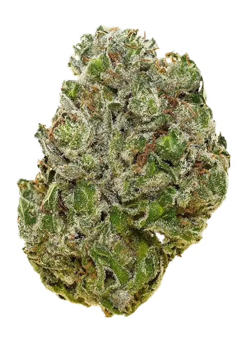 GH Amnesia