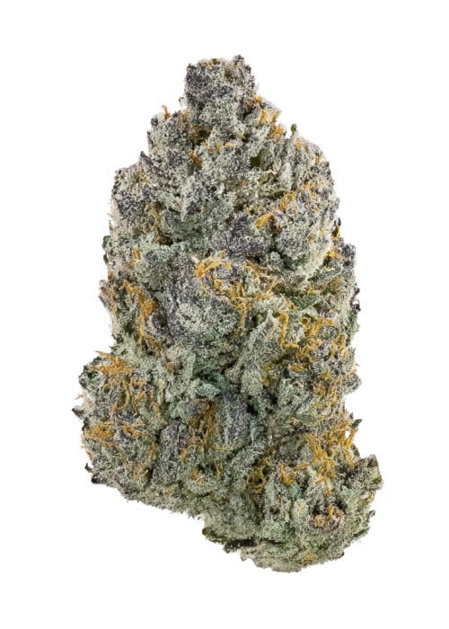 LA Rosa