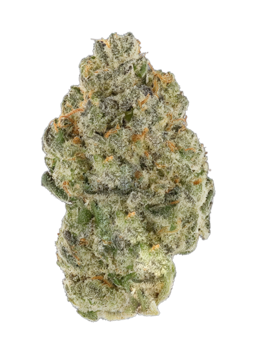 Blueberry ZKZ