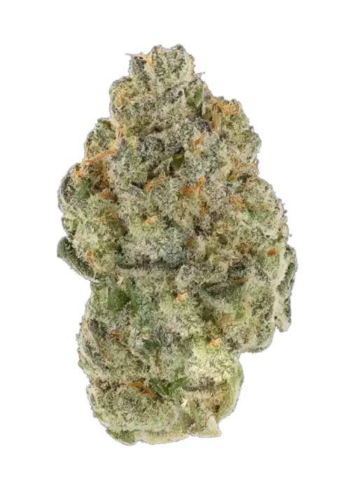 Blueberry ZKZ