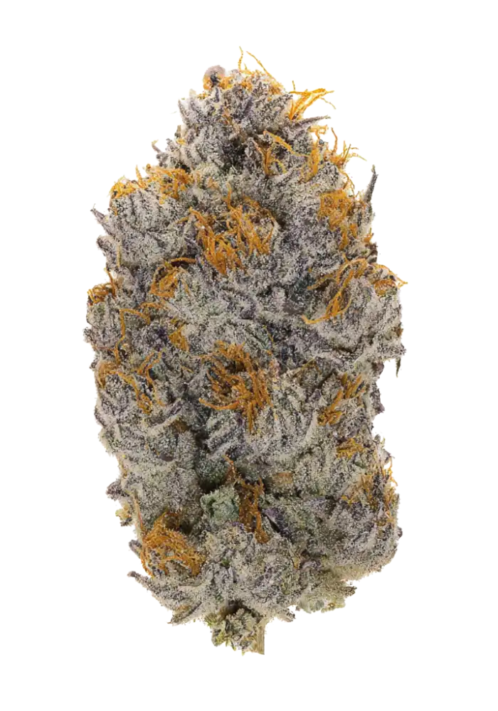 Nitro Cannabis Strain Information - GrowDiaries