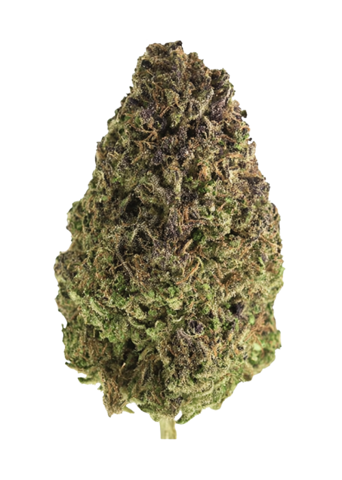 Ed Rosenthal's Super High Life