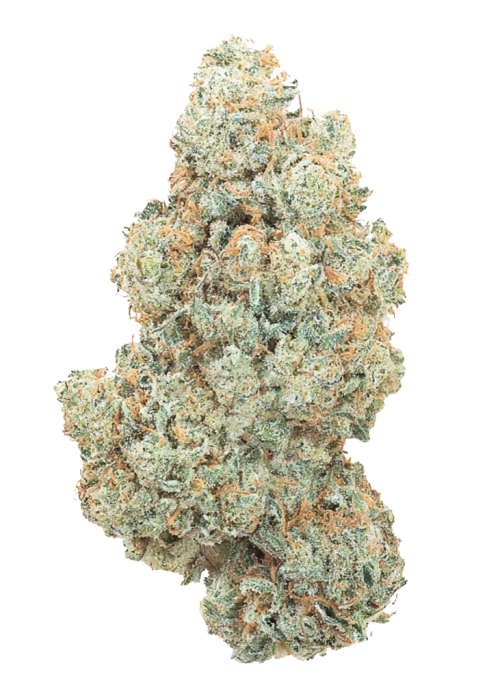 Slightly Stoopid Collie Man Kush