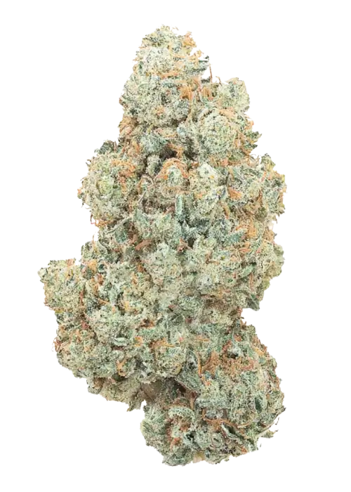 Slightly Stoopid Collie Man Kush