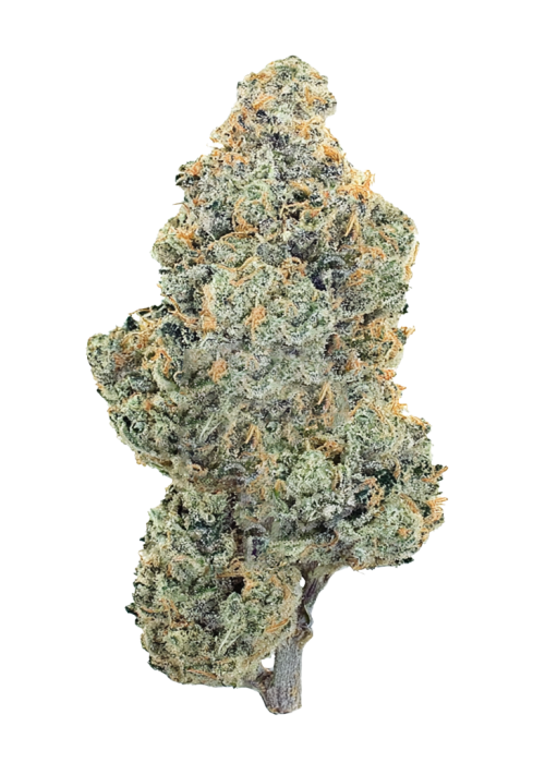 Pacific Breeze