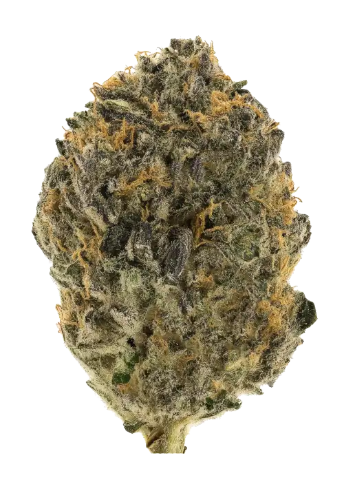 Gorgonzola