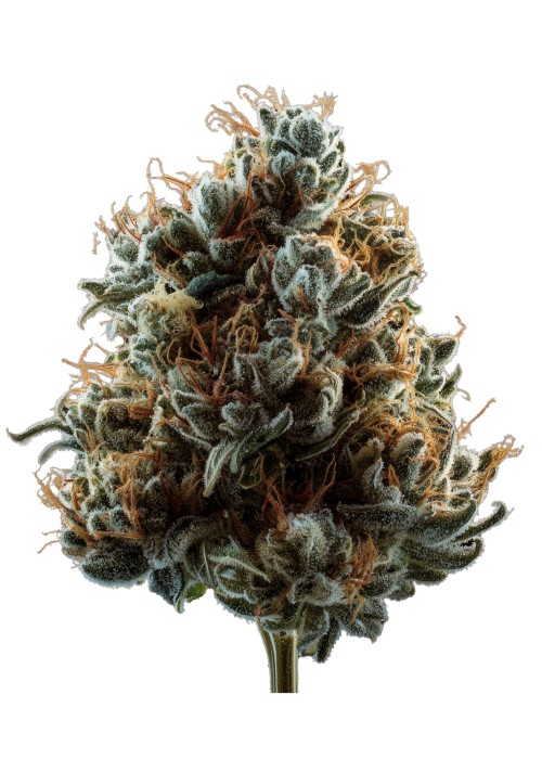 Fruit Fuel