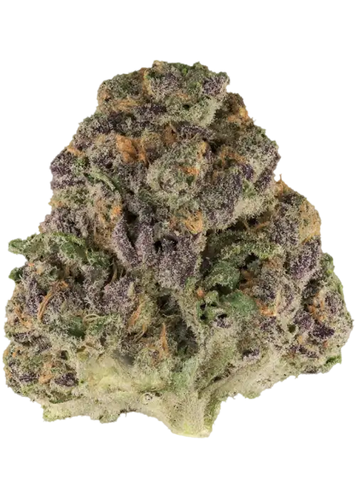 Black Cherry Urkle