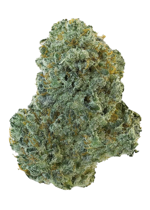 Slightly Stoopid Fruits