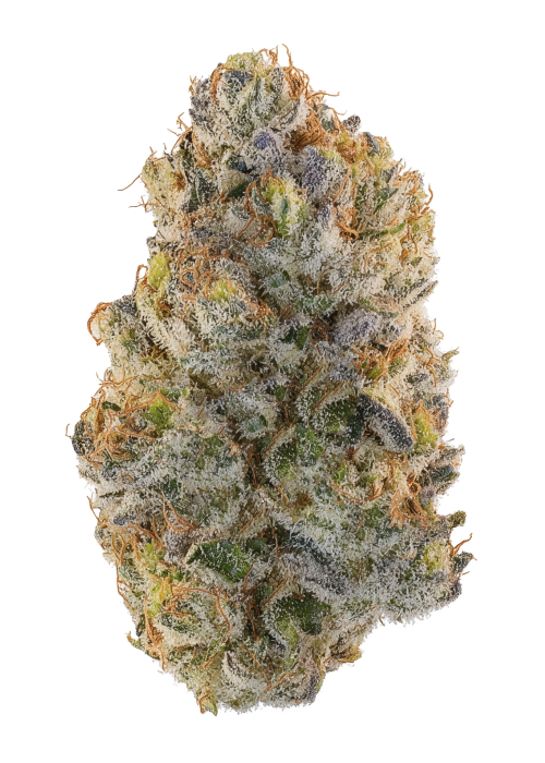 Blueberry Gary