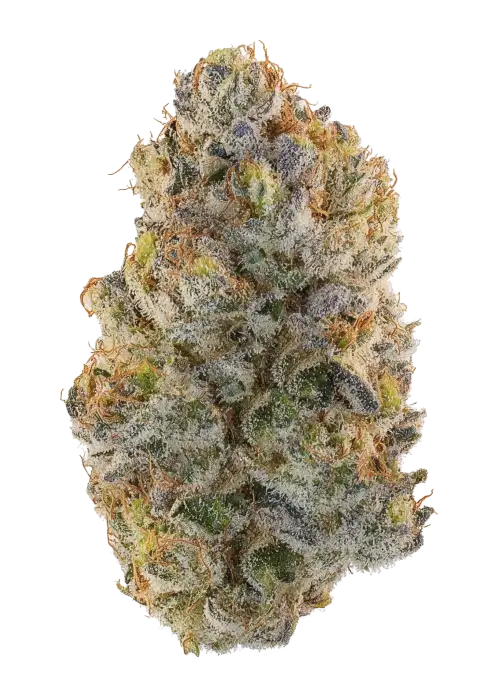 Blueberry Gary
