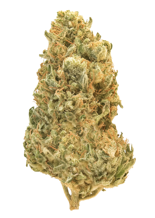 Super Mango Haze