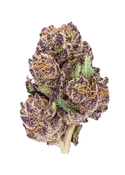 Purple Crack
