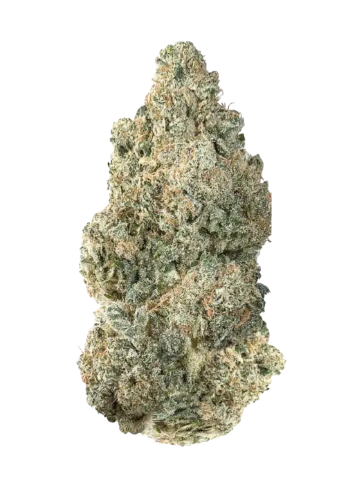 Blacklung
