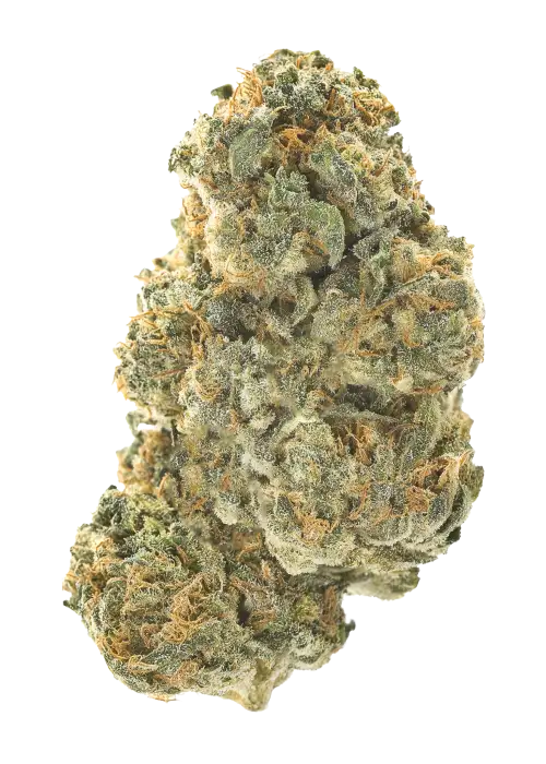 Stellar OG
