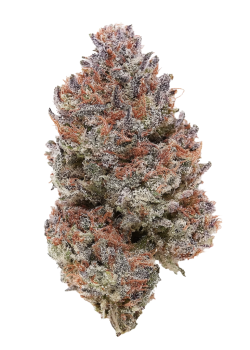 Tropicanna Poison F1