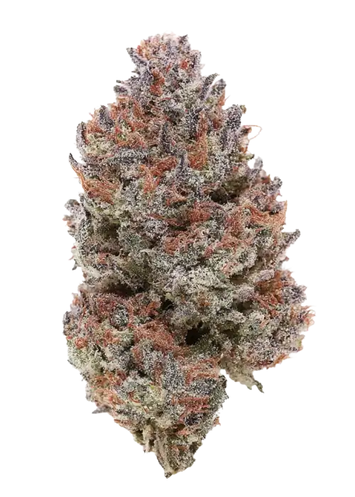 Tropicanna Poison F1