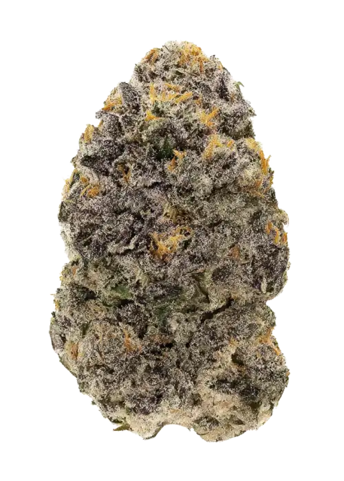Sunset Sherbert-X