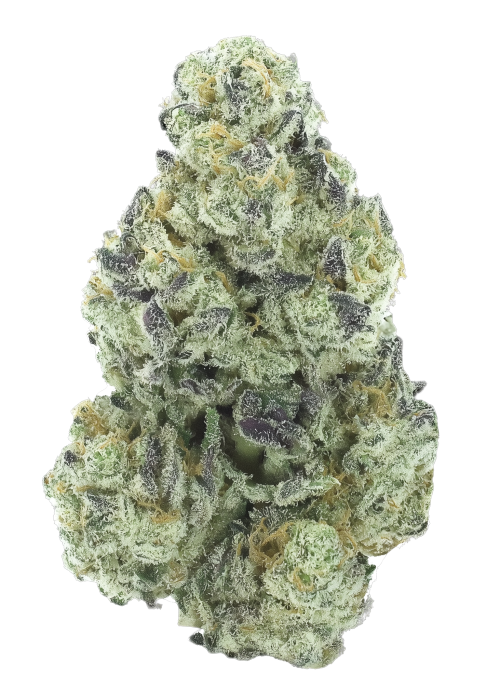 Papaya Zorroz
