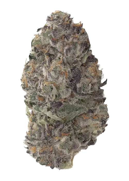 Blueberry Buzzana