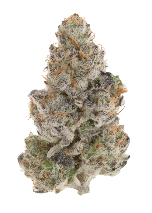Papaya (Legacy)