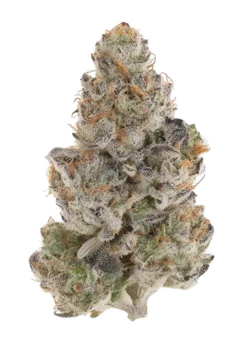 Papaya (Legacy)