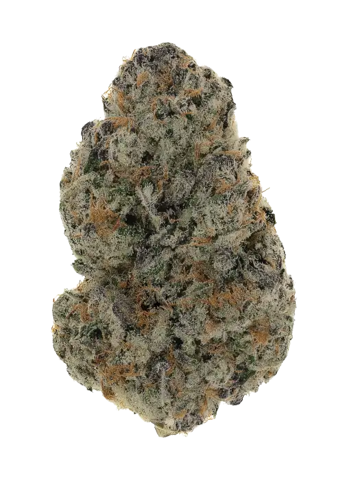 Cajun Moon Bx