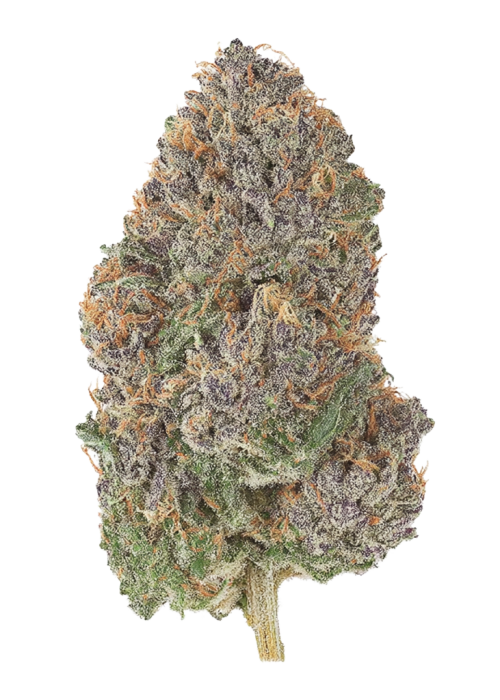 Rainbow Guava