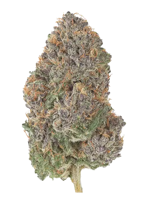 Rainbow Guava