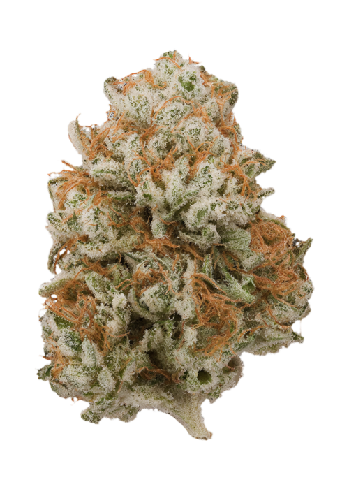 Papaya Drip