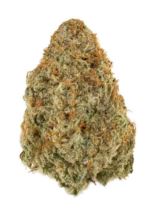 Oro Blanco by Archive Seed Bank