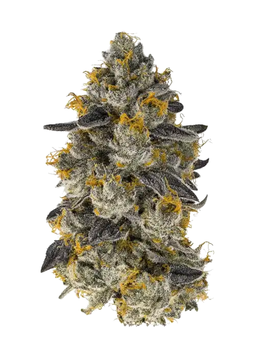Purp Skurp