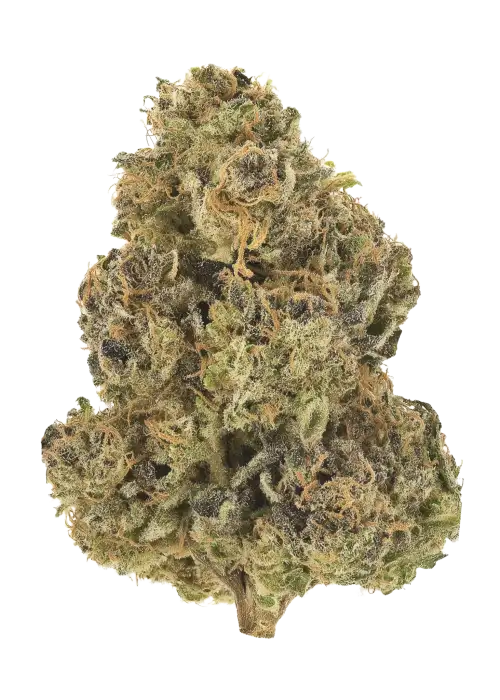 Neon Treez