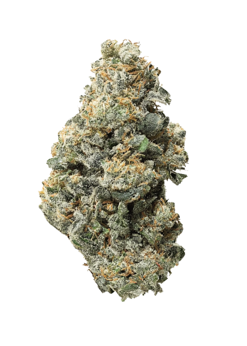 Notorious THC