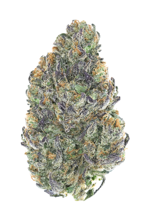 Gashouse Purple