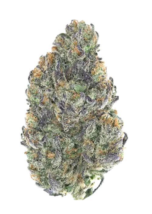 Gashouse Purple