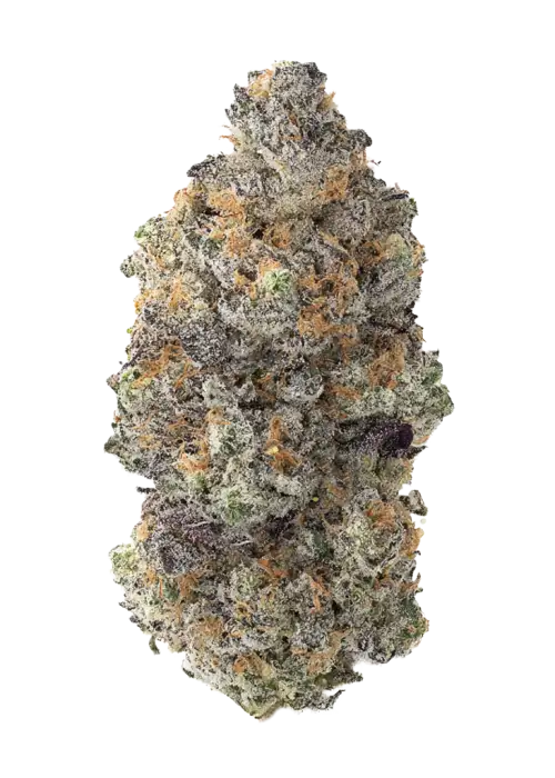 Ooz by Oakland Seed Co