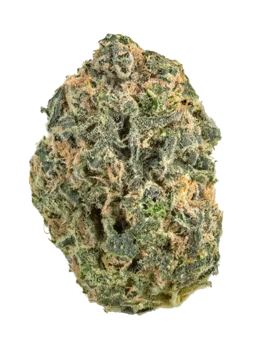 Astro Lemonade F1
