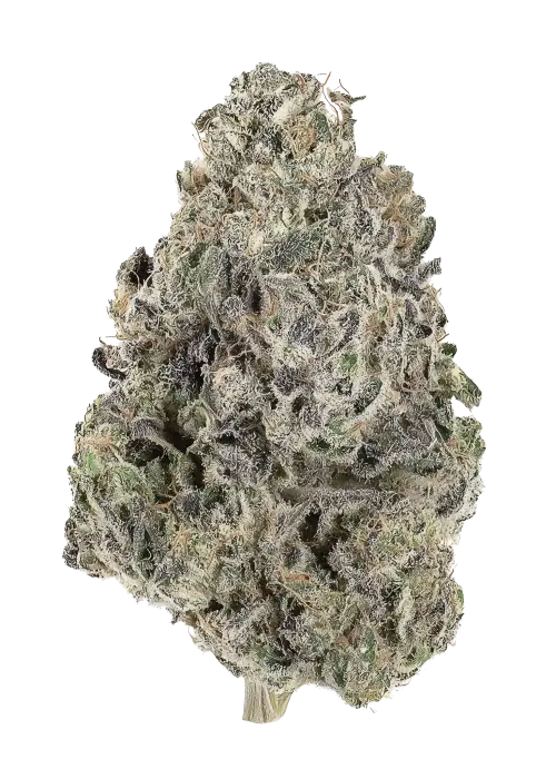 Papaya Fuel