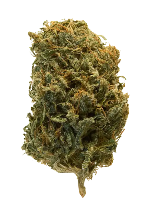 Red Dragon