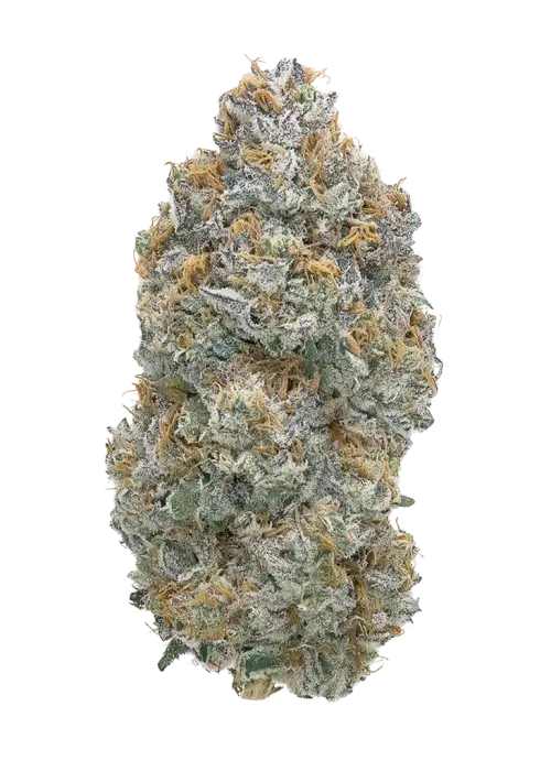Hilo Hammer