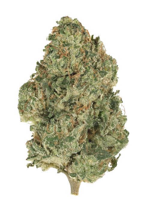 Bebesita Kush