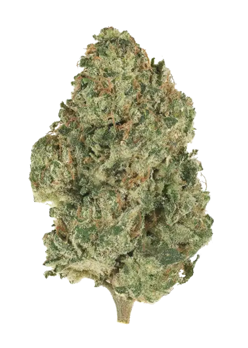 Bebesita Kush