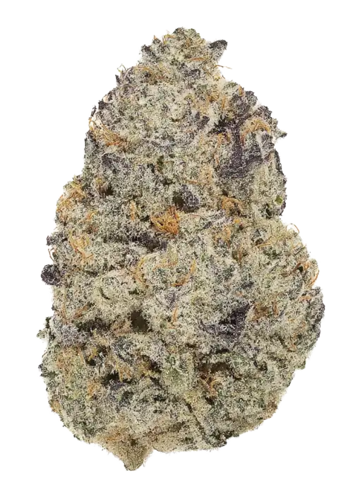 Miracle Mimosa